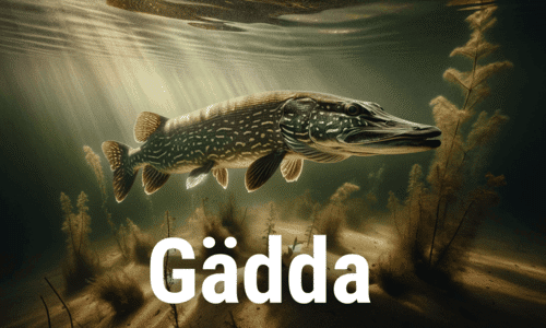 Är det dags att fånga gäddan för året? På FiskeOnline hittar du vad du behöver för en lyckad fångst.