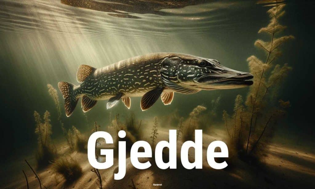 Gjedde
