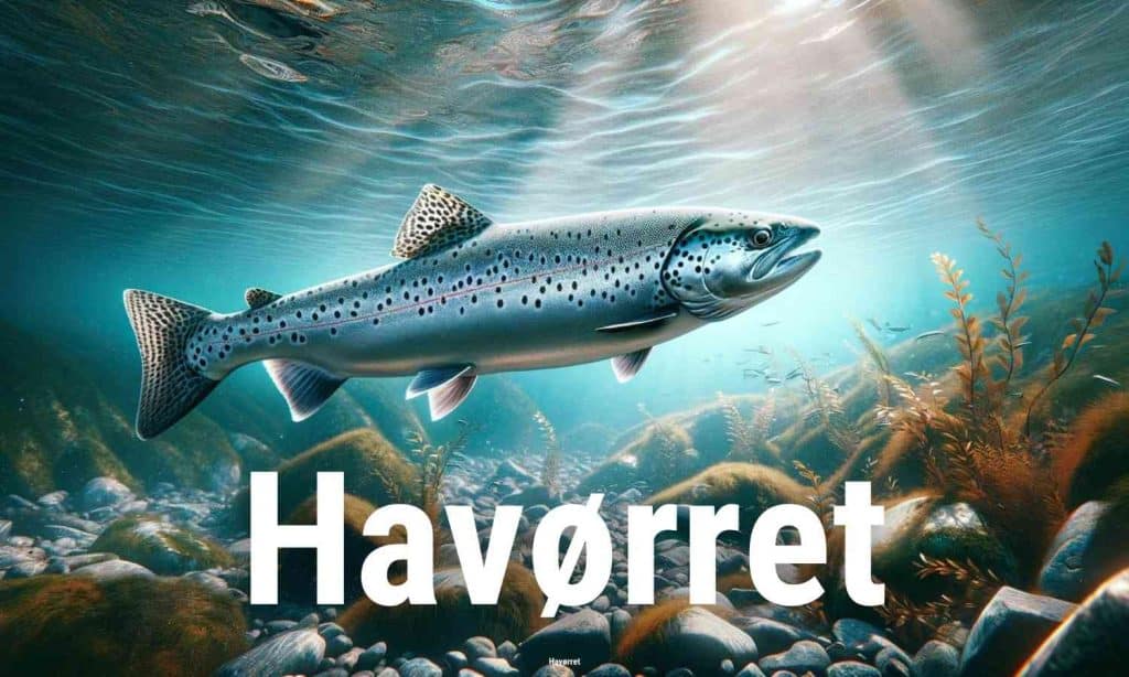 Havorret