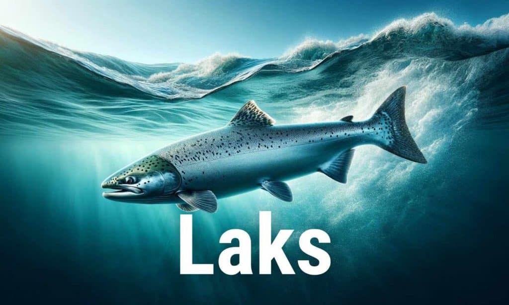 Laks