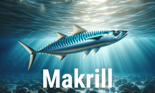Makrill är alltid kul att fånga. Det blir roligare om du har ett fiskespö och tillbehör från FiskeOnline - marknadens bästa webbutik för fiske.