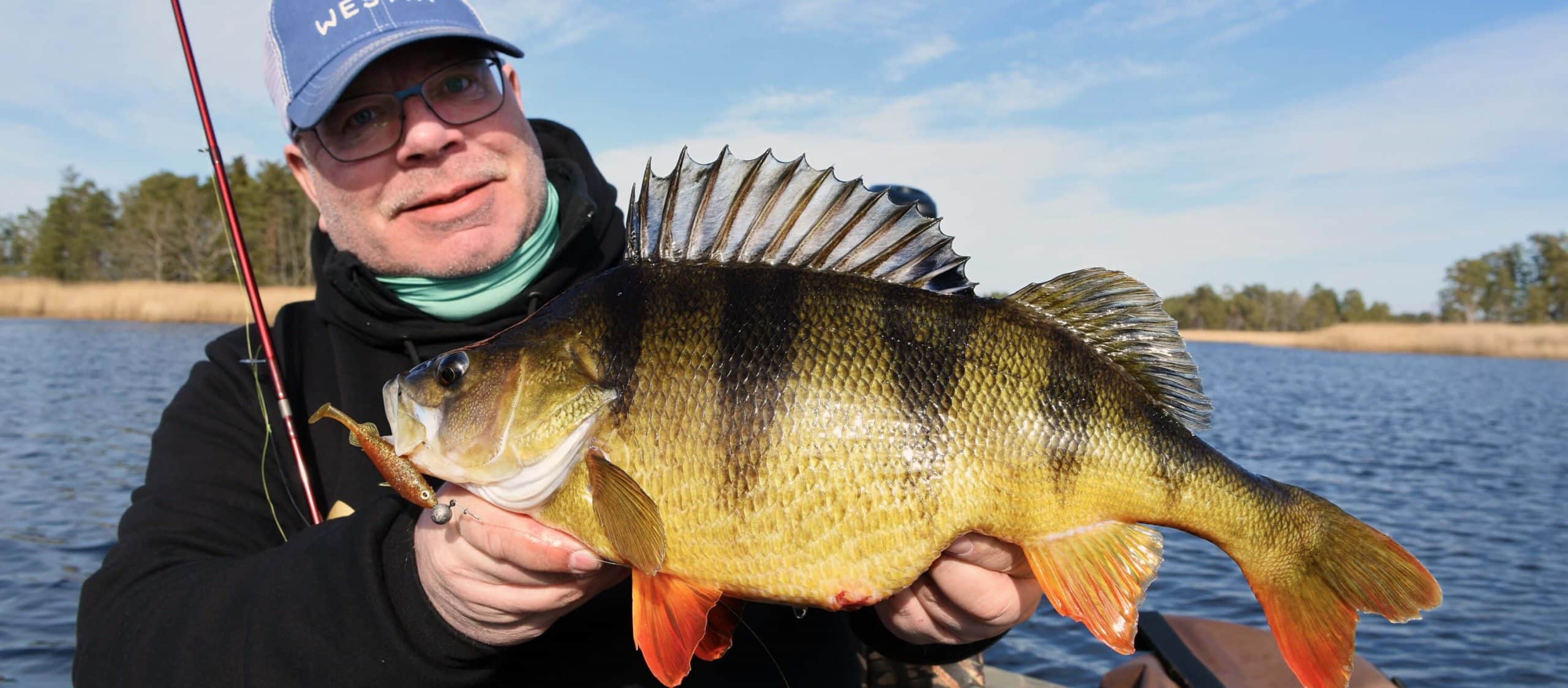 Perch Stanley scaled