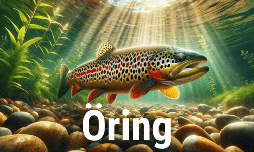 Öring är alltid kul att fiska. Om du beställer beten och drag från FiskeOnline så kommer du garanterat ha roligt i fisket.